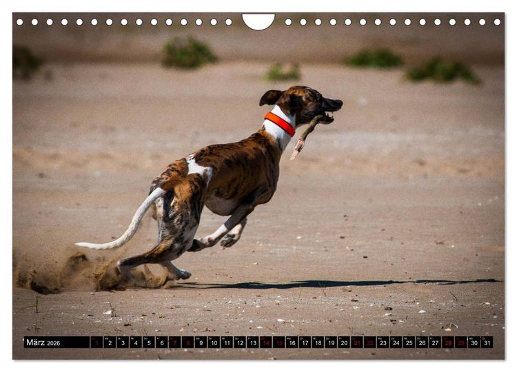 Produktbild: Windhunde - eine Leidenschaft (Wandkalender 2026 DIN A4 quer), CALVENDO Monatskalender