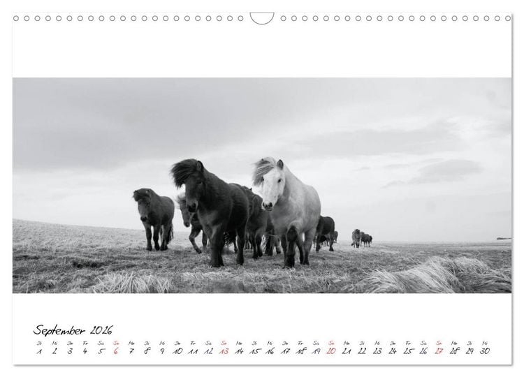 Produktbild: Islandpferde von Brimilsvellir (Wandkalender 2026 DIN A3 quer), CALVENDO Monatskalender