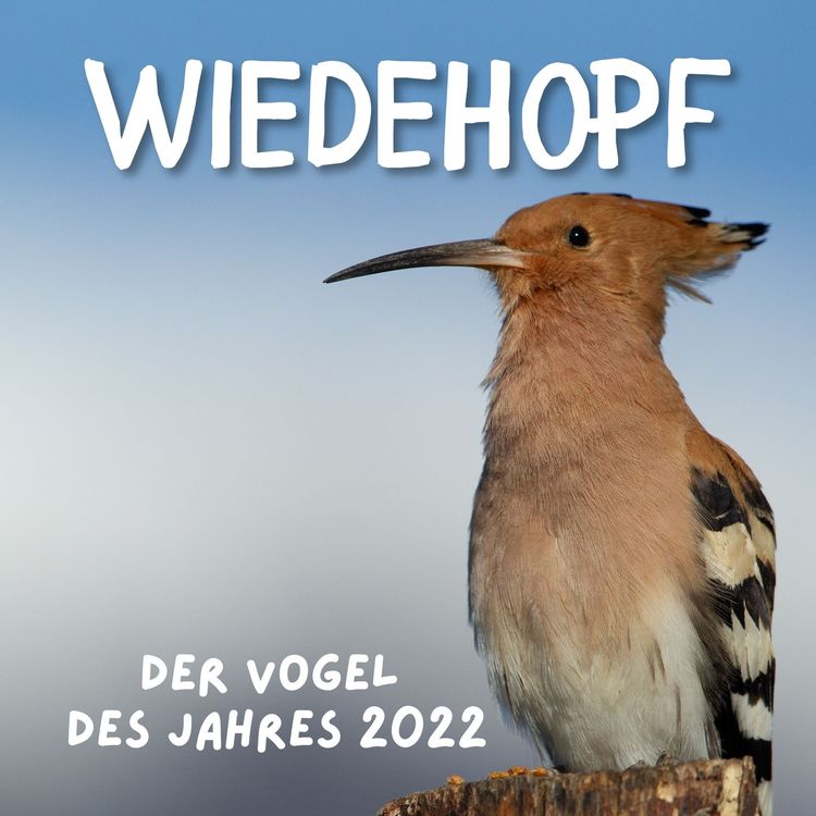 Produktbild: Wiedehopf