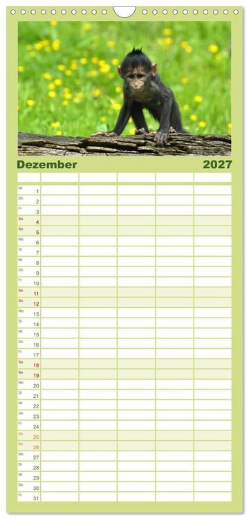 Produktbild: Familienplaner 2027 - Kleine Schelme - Tierbabys mit 5 Spalten (Wandkalender, 21 x 45 cm) CALVENDO