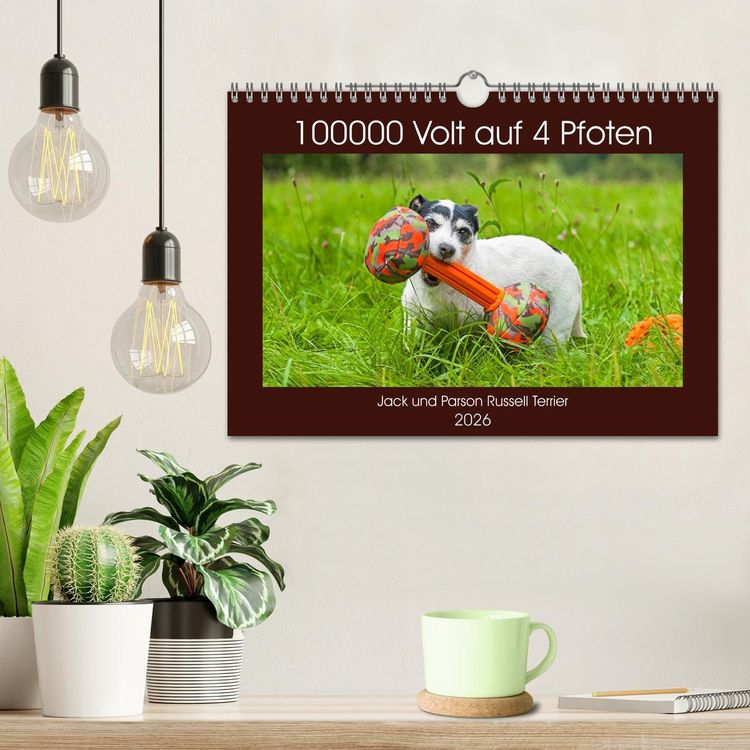 Produktbild: 100000 Volt auf vier Pfoten - Jack und Parson Russell Terrier (Wandkalender 2026 DIN A4 quer), CALVENDO Monatskalender