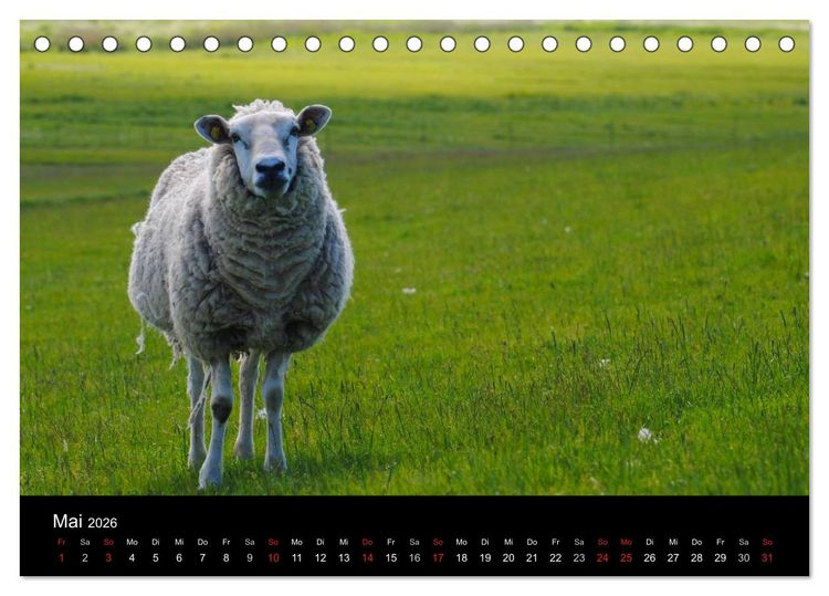 Produktbild: Schafe in Dithmarschen (Tischkalender 2026 DIN A5 quer), CALVENDO Monatskalender