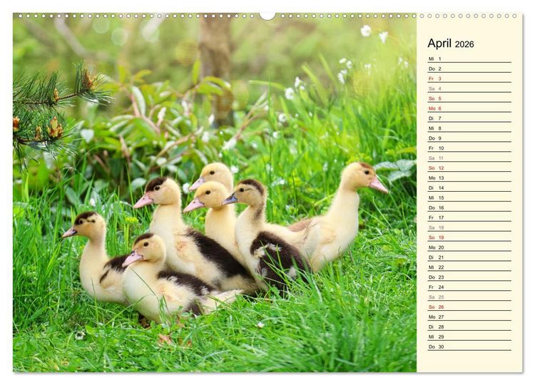Produktbild: Entz&uuml;ckende Entenk&uuml;ken (Wandkalender 2026 DIN A2 quer), CALVENDO Monatskalender