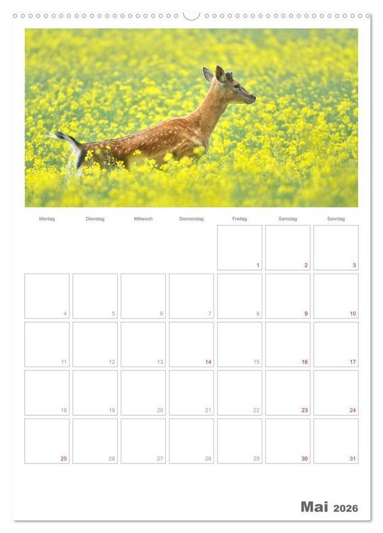 Produktbild: Rehe & Co / Planer (Wandkalender 2026 DIN A2 hoch), CALVENDO Monatskalender