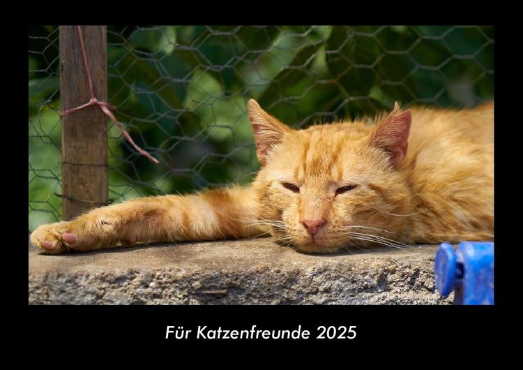 Produktbild: F&uuml;r Katzenfreunde 2025 Fotokalender DIN A3