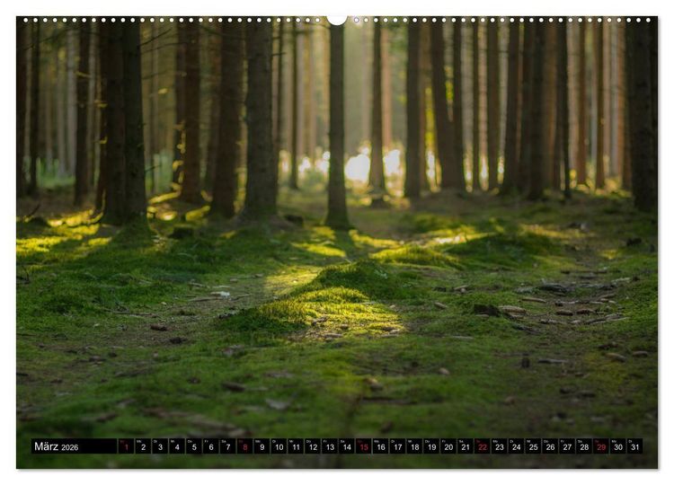 Produktbild: Zauberwelt Wald (Wandkalender 2026 DIN A2 quer), CALVENDO Monatskalender