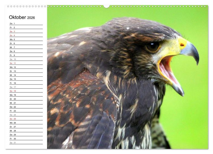 Produktbild: Greifv&ouml;gel, Eulen und K&auml;uze (hochwertiger Premium Wandkalender 2026 DIN A2 quer), Kunstdruck in Hochglanz