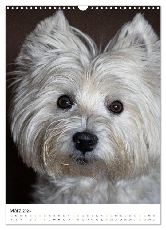 Produktbild: Der Westie - Portrait eines West Highland White Terriers (Wandkalender 2026 DIN A3 hoch), CALVENDO Monatskalender