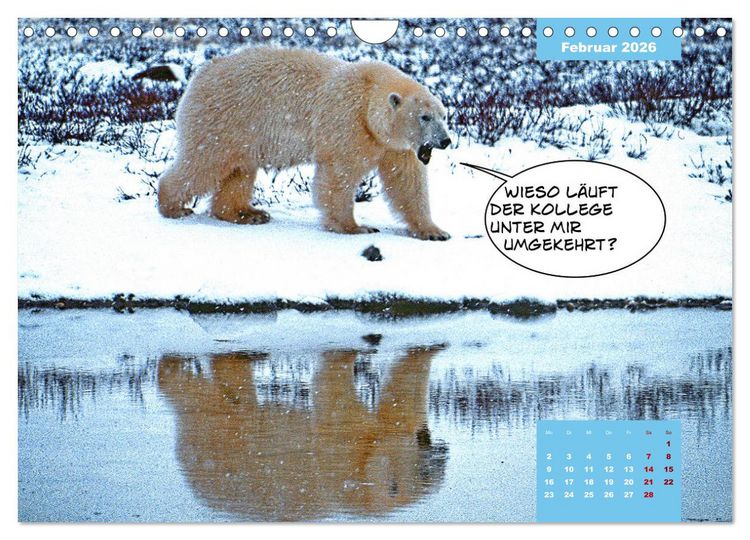 Produktbild: Lustige Eisb&auml;ren (Wandkalender 2026 DIN A4 quer), CALVENDO Monatskalender
