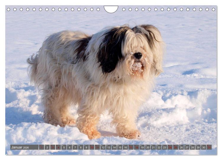 Produktbild: Tibet-Terrier - Eine Hunderasse mit Charakter (Wandkalender 2026 DIN A4 quer), CALVENDO Monatskalender