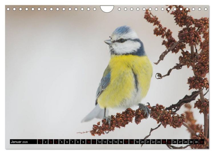 Produktbild: V&ouml;gel aus dem Garten (Wandkalender 2026 DIN A4 quer), CALVENDO Monatskalender