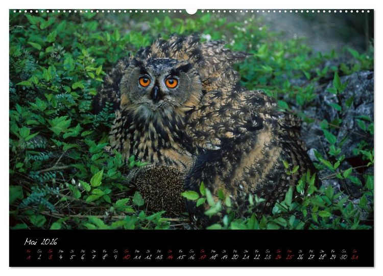 Produktbild: Heimische Eulen und Greife (hochwertiger Premium Wandkalender 2026 DIN A2 quer), Kunstdruck in Hochglanz