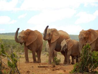 Produktbild: CALVENDO Puzzle Ein Motiv aus dem Kalender African Elephants in Addo | 1000 Teile Lege-Gr&ouml;&szlig;e 64x48cm Foto-Puzzle f&uuml;r gl&uuml;ckliche Stunden