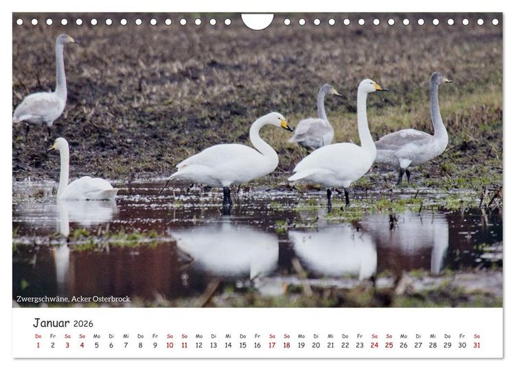 Produktbild: Emsland Impressionen (Wandkalender 2026 DIN A4 quer), CALVENDO Monatskalender