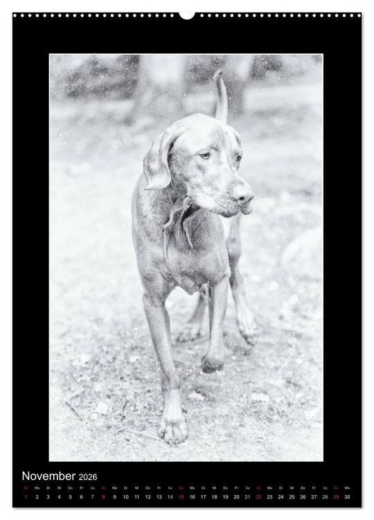 Produktbild: Vizsla-Liebe (Wandkalender 2026 DIN A2 hoch), CALVENDO Monatskalender