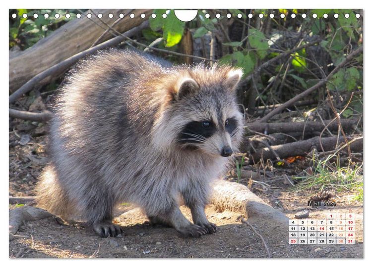 Produktbild: Kanadas charmante Kleintiere - Bezaubernde Einblicke in die Natur (Wandkalender 2026 DIN A4 quer), CALVENDO Monatskalender