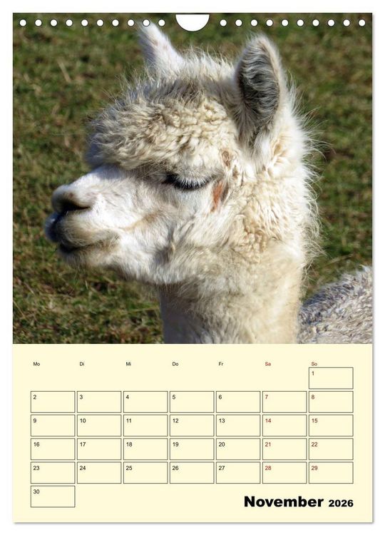 Produktbild: Alpakas erleben (Wandkalender 2026 DIN A4 hoch), CALVENDO Monatskalender