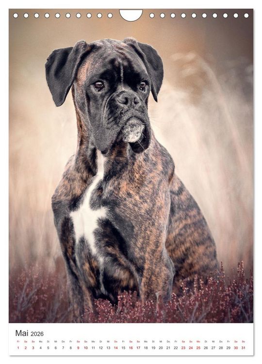 Produktbild: Hunde - Unsere treuen Wegbegleiter. (Wandkalender 2026 DIN A4 hoch), CALVENDO Monatskalender