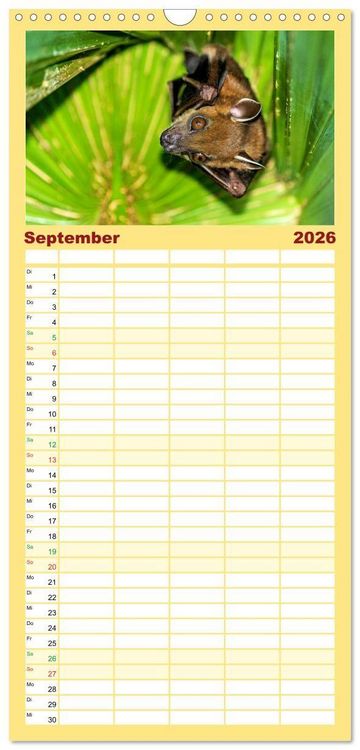 Produktbild: Familienplaner 2026 - Flughunde - Meister der Nacht mit 5 Spalten (Wandkalender, 21 x 45 cm) CALVENDO