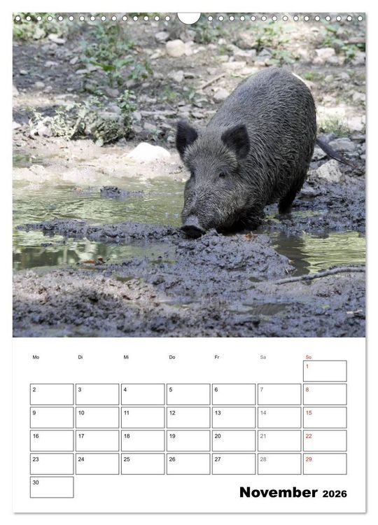 Produktbild: Der wildschweinische Terminplaner (Wandkalender 2026 DIN A3 hoch), CALVENDO Monatskalender