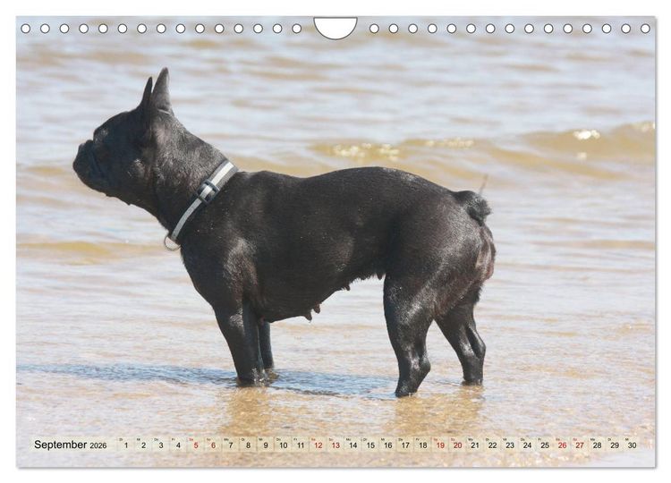 Produktbild: Bulldoggen - Englische und Franz&ouml;sische Bulldoggen (Wandkalender 2026 DIN A4 quer), CALVENDO Monatskalender