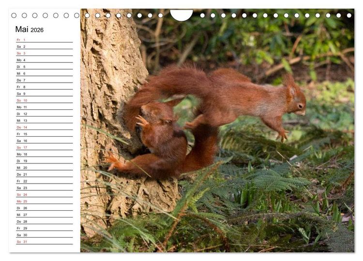 Produktbild: Guck mal, ein Eichh&ouml;rnchen! (Wandkalender 2026 DIN A4 quer), CALVENDO Monatskalender