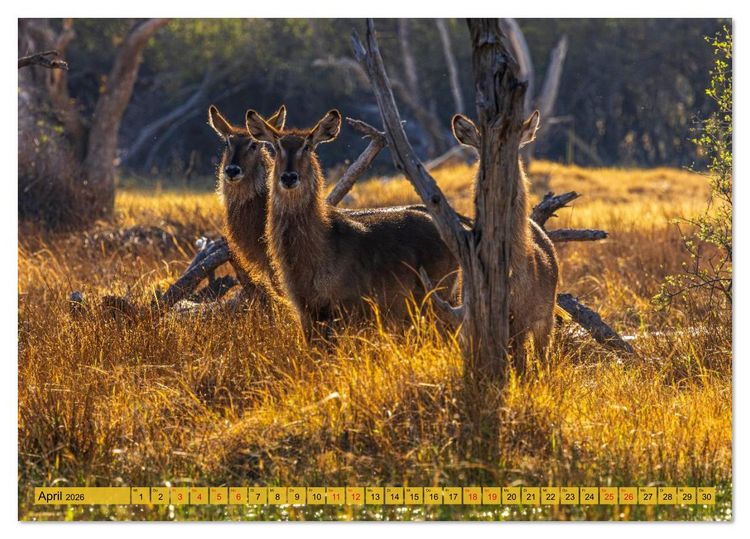 Produktbild: Das Okavango-Delta - Naturwunder im Herzen Afrikas (Tischkalender 2026 DIN A5 quer), CALVENDO Monatskalender