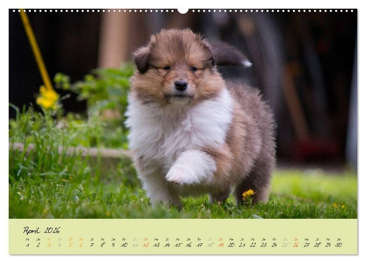Produktbild: Collie Welpen zum Verlieben (Wandkalender 2026 DIN A2 quer), CALVENDO Monatskalender