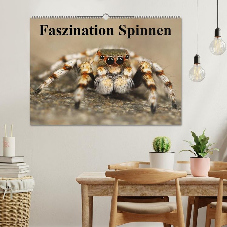 Produktbild: Faszination Spinnen (Wandkalender 2026 DIN A2 quer), CALVENDO Monatskalender