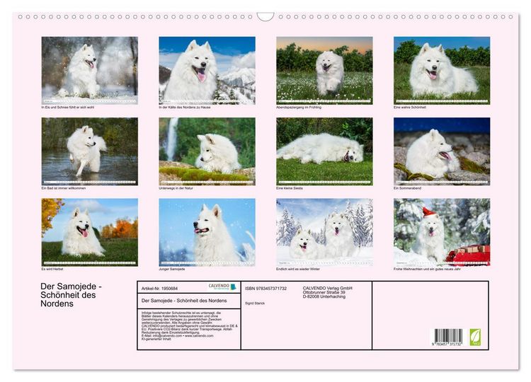 Produktbild: Der Samojede - Sch&ouml;nheit des Nordens (Wandkalender 2026 DIN A2 quer), CALVENDO Monatskalender