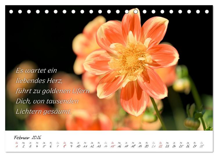 Produktbild: Dahlien Poesie (Tischkalender 2026 DIN A5 quer), CALVENDO Monatskalender