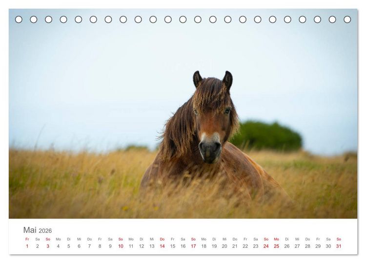 Produktbild: Exmoor Ponnys - Die letzten Ihrer Art (Tischkalender 2026 DIN A5 quer), CALVENDO Monatskalender