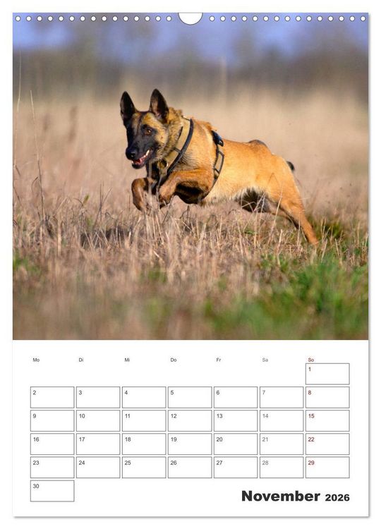 Produktbild: Malinois Power auf vier Pfoten (Wandkalender 2026 DIN A3 hoch), CALVENDO Monatskalender