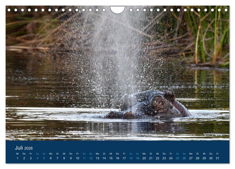 Produktbild: Nilpferde, Kolosse in Afrika (Wandkalender 2026 DIN A4 quer), CALVENDO Monatskalender
