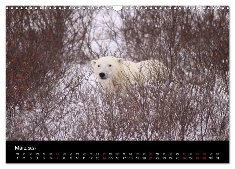 Produktbild: Arktische Tr&auml;ume - Eisb&auml;ren in Kanada (Wandkalender 2027 DIN A3 quer), CALVENDO Monatskalender