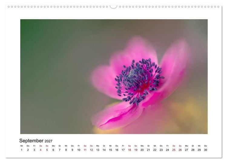 Produktbild: Rosa Bl&uuml;tentraum (hochwertiger Premium Wandkalender 2027 DIN A2 quer), Kunstdruck in Hochglanz