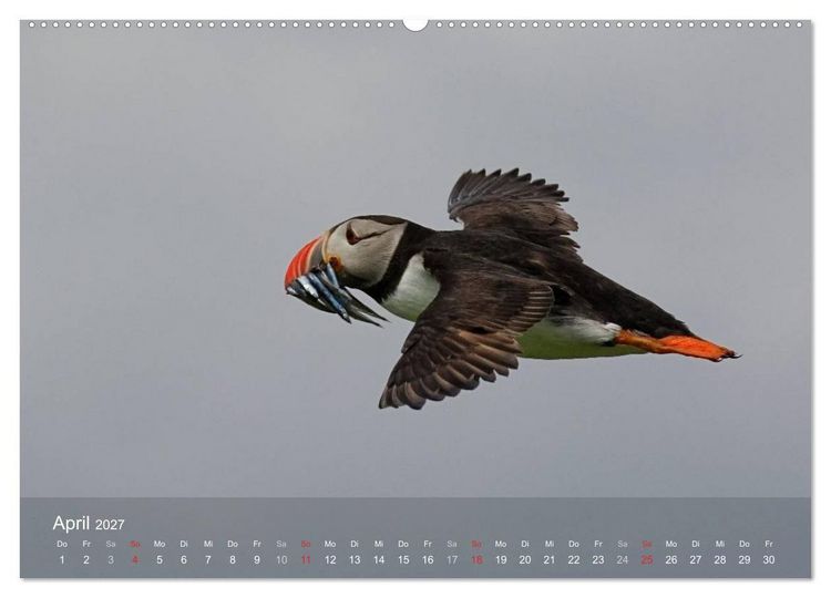 Produktbild: Nordatlantische Seev&ouml;gel (Wandkalender 2027 DIN A2 quer), CALVENDO Monatskalender