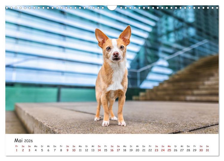 Produktbild: Berlin City Dogs - Berliner Hunde (Wandkalender 2026 DIN A3 quer), CALVENDO Monatskalender