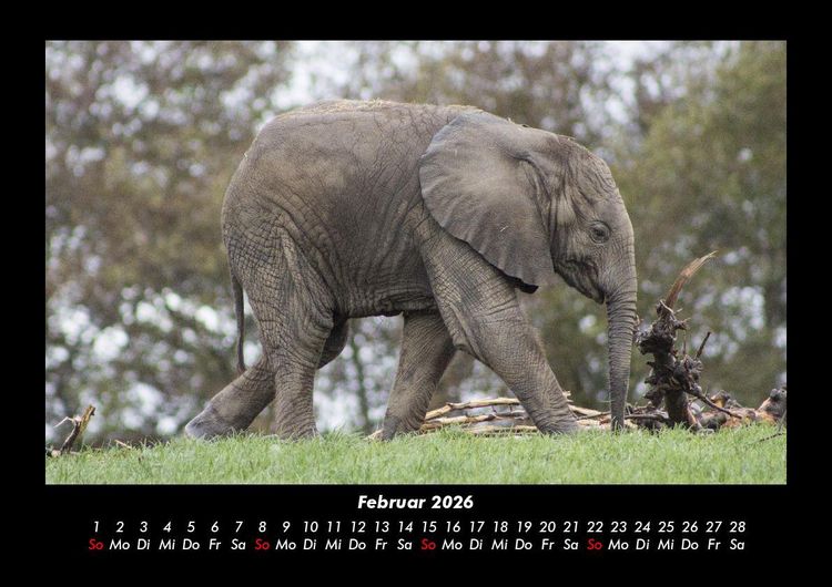 Produktbild: Der Tierkalender 2026 Fotokalender DIN A3