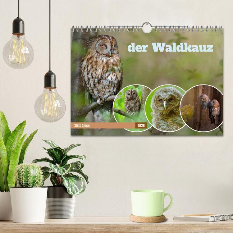 Produktbild: der Waldkauz - Strix Aluco (Wandkalender 2026 DIN A4 quer), CALVENDO Monatskalender