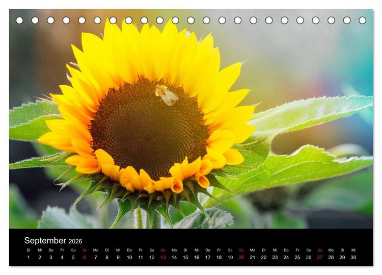 Produktbild: Jahreszeiten / 2026 (Tischkalender 2026 DIN A5 quer), CALVENDO Monatskalender