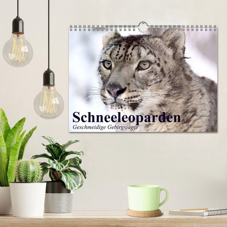 Produktbild: Schneeleoparden. Geschmeidige Gebirgsj&auml;ger (Wandkalender 2026 DIN A4 quer), CALVENDO Monatskalender