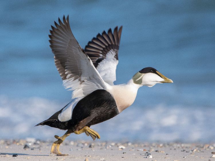 Produktbild: CALVENDO Puzzle Eiderente (Eider Duck) | 1000 Teile Lege-Gr&ouml;&szlig;e 64x48cm Foto-Puzzle f&uuml;r gl&uuml;ckliche Stunden