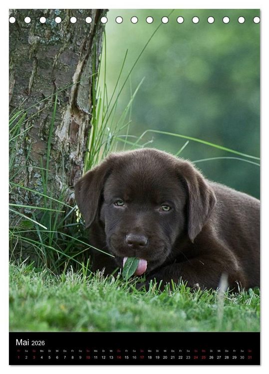 Produktbild: Labrador Welpen (Tischkalender 2026 DIN A5 hoch), CALVENDO Monatskalender