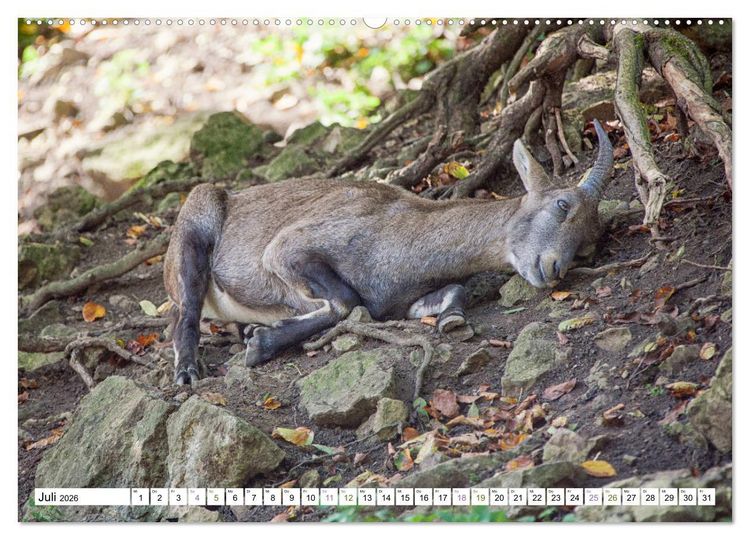 Produktbild: Steinb&ouml;cke - imposante Tiere (hochwertiger Premium Wandkalender 2026 DIN A2 quer), Kunstdruck in Hochglanz