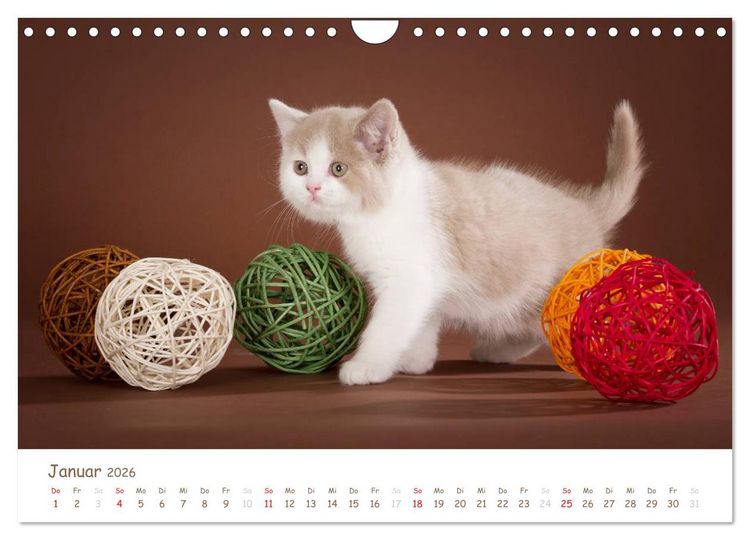 Produktbild: Die Britisch Kurzhaar (Wandkalender 2026 DIN A4 quer), CALVENDO Monatskalender