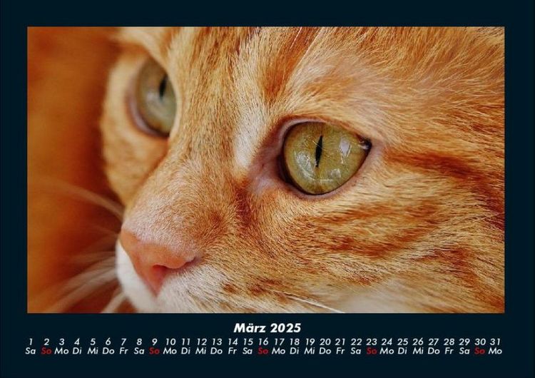 Produktbild: F&uuml;r Katzenfreunde 2025 Fotokalender DIN A4