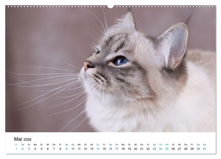 Produktbild: Heilige Birma Katzen mit traumhaft blauen Augen und wei&szlig;en Pf&ouml;tchen (Wandkalender 2026 DIN A2 quer), CALVENDO Monatskalender