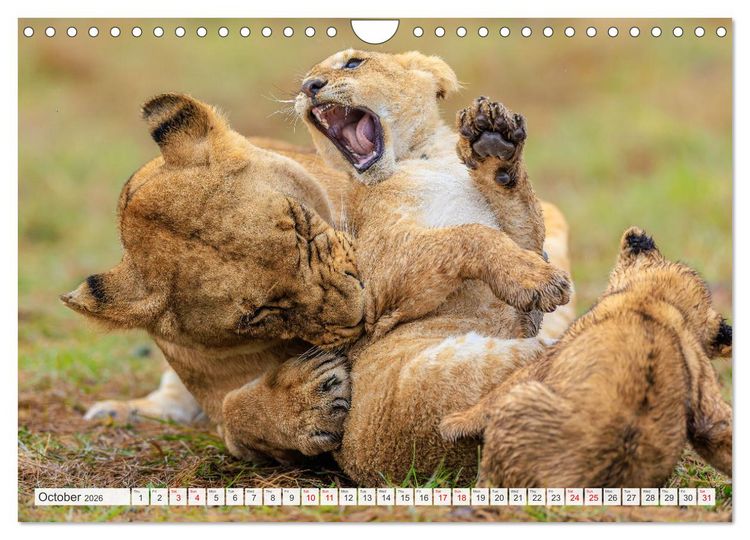 Produktbild: African Cats in impressive portraits (Wall Calendar 2026 DIN A4 landscape), CALVENDO 12 Month Wall Calendar