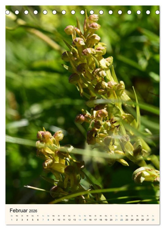 Produktbild: Einheimische Orchideen (Tischkalender 2026 DIN A5 hoch), CALVENDO Monatskalender